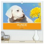 HUNDE LEBEN IST BUNT (hochwertiger Premium Wandkalender 2025 DIN A2 quer), Kunstdruck in Hochglanz