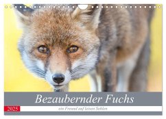 Bezaubernder Fuchs - ein Freund auf leisen Sohlen (Wandkalender 2025 DIN A4 quer), CALVENDO Monatskalender