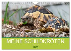 Meine Schildkröten (Wandkalender 2025 DIN A4 quer), CALVENDO Monatskalender - Calvendo;Sixt, Marion