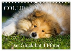 Collie - Das Glück hat 4 Pfoten (Wandkalender 2025 DIN A3 quer), CALVENDO Monatskalender - Calvendo;Starick, Sigrid