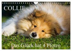 Collie - Das Glück hat 4 Pfoten (Wandkalender 2025 DIN A4 quer), CALVENDO Monatskalender - Calvendo;Starick, Sigrid