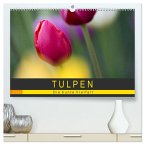 Tulpen - die bunte Vielfalt (hochwertiger Premium Wandkalender 2025 DIN A2 quer), Kunstdruck in Hochglanz