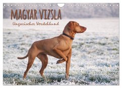 Magyar Vizsla - Ungarischer Vorstehhund (Wandkalender 2025 DIN A4 quer), CALVENDO Monatskalender