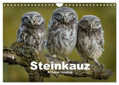 Steinkäuze (Athene noctua) (Wandkalender 2025 DIN A4 quer), CALVENDO Monatskalender - Calvendo;Rusch, Winfried