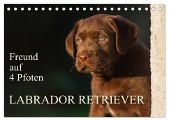 Freund auf 4 Pfoten - Labrador Retriever (Tischkalender 2025 DIN A5 quer), CALVENDO Monatskalender - Calvendo;Starick, Sigrid