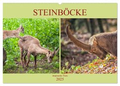 Steinböcke - imposante Tiere (Wandkalender 2025 DIN A2 quer), CALVENDO Monatskalender