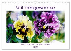 Veilchengewächse - Stiefmütterchen und Hornveilchen (Wandkalender 2025 DIN A3 quer), CALVENDO Monatskalender