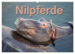 Nilpferde, Kolosse im Wasser (Wandkalender 2025 DIN A2 quer), CALVENDO Monatskalender
