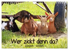 Wer zickt denn da? - Zicklein-Edition (Wandkalender 2025 DIN A4 quer), CALVENDO Monatskalender