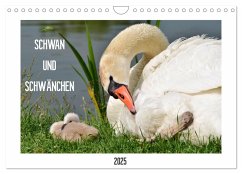 SCHWAN UND SCHWÄNCHEN (Wandkalender 2025 DIN A4 quer), CALVENDO Monatskalender