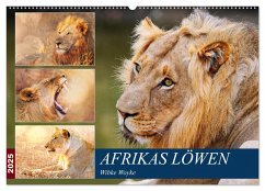 Afrikas Löwen 2025 (Wandkalender 2025 DIN A2 quer), CALVENDO Monatskalender