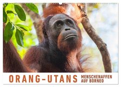 Orang-Utans Menschenaffen auf Borneo (Wandkalender 2025 DIN A2 quer), CALVENDO Monatskalender