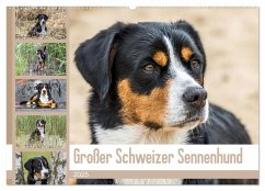 Großer Schweizer Sennenhund (Wandkalender 2025 DIN A2 quer), CALVENDO Monatskalender - Calvendo;Schnellewelten