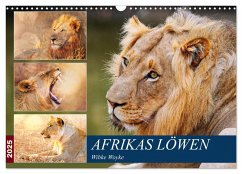 Afrikas Löwen 2025 (Wandkalender 2025 DIN A3 quer), CALVENDO Monatskalender - Calvendo;Woyke, Wibke