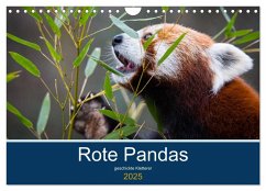 Rote Pandas - geschickte Kletterer (Wandkalender 2025 DIN A4 quer), CALVENDO Monatskalender