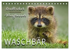 Waschbär - Niedlicher Allesfresser (Tischkalender 2025 DIN A5 quer), CALVENDO Monatskalender