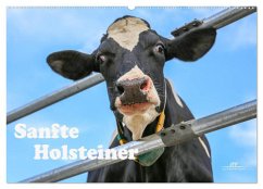 Sanfte Holsteiner (Wandkalender 2025 DIN A2 quer), CALVENDO Monatskalender - Calvendo;JF Führer, Jana