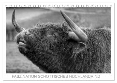 Faszination Schottisches Hochlandrind (Tischkalender 2025 DIN A5 quer), CALVENDO Monatskalender