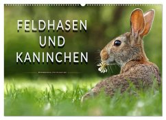 Feldhasen und Kaninchen (Wandkalender 2025 DIN A2 quer), CALVENDO Monatskalender - Calvendo;Roder, Peter