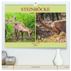 Steinböcke - imposante Tiere (hochwertiger Premium Wandkalender 2025 DIN A2 quer), Kunstdruck in Hochglanz