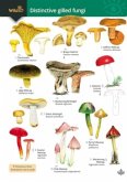 Distinctive gilled fungi Distinctive gilled fungi