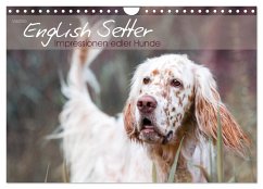 English Setter ¿ Impressionen edler Hunde (Wandkalender 2025 DIN A4 quer), CALVENDO Monatskalender