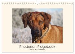 Rhodesian Ridgeback Power aus Südafrika (Wandkalender 2025 DIN A4 quer), CALVENDO Monatskalender