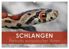 Schlangen - Portraits europäischer Arten (Wandkalender 2025 DIN A2 quer), CALVENDO Monatskalender