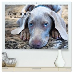 Weimaraner - Ein Welpenjahr (hochwertiger Premium Wandkalender 2025 DIN A2 quer), Kunstdruck in Hochglanz - Calvendo;Kaltenegger, Ira