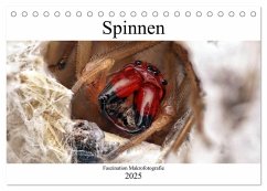 Faszination Makrofotografie: Spinnen (Tischkalender 2025 DIN A5 quer), CALVENDO Monatskalender