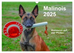 Malinois - Wahnsinn auf vier Pfoten (Wandkalender 2025 DIN A3 quer), CALVENDO Monatskalender