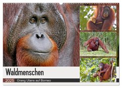 Waldmenschen - Orang Utans auf Borneo (Wandkalender 2025 DIN A2 quer), CALVENDO Monatskalender