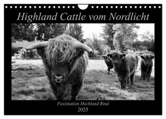 Highland Cattle vom Nordlicht - Faszination Hochland Rind (Wandkalender 2025 DIN A4 quer), CALVENDO Monatskalender