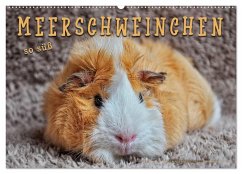 Meerschweinchen - so süß (Wandkalender 2025 DIN A2 quer), CALVENDO Monatskalender - Calvendo;Roder, Peter