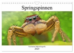 Faszination Makrofotografie: Springspinnen (Wandkalender 2025 DIN A4 quer), CALVENDO Monatskalender