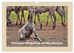Dülmener Wildpferde im Münsterland (Wandkalender 2025 DIN A3 quer), CALVENDO Monatskalender - Calvendo;Hackstein, Bettina