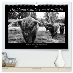 Highland Cattle vom Nordlicht - Faszination Hochland Rind (hochwertiger Premium Wandkalender 2025 DIN A2 quer), Kunstdruck in Hochglanz