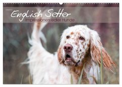 English Setter ¿ Impressionen edler Hunde (Wandkalender 2025 DIN A2 quer), CALVENDO Monatskalender