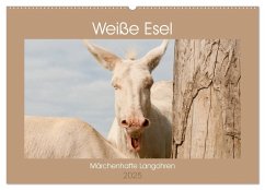 Weiße Esel - Märchenhafte Langohren (Wandkalender 2025 DIN A2 quer), CALVENDO Monatskalender