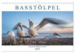 Basstölpel - Helgolands tollkühne Taucher (Wandkalender 2025 DIN A4 quer), CALVENDO Monatskalender