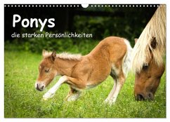 Ponys, die starken Persönlichkeiten (Wandkalender 2025 DIN A3 quer), CALVENDO Monatskalender