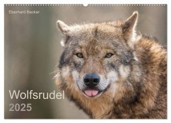 Wolfsrudel (Wandkalender 2025 DIN A2 quer), CALVENDO Monatskalender - Calvendo;Becker, Eberhard