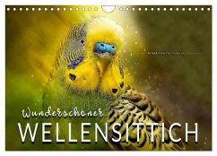 Wunderschöner Wellensittich (Wandkalender 2025 DIN A4 quer), CALVENDO Monatskalender