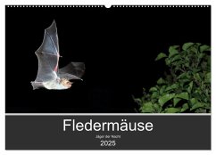 Fledermäuse - Jäger der Nacht (Wandkalender 2025 DIN A2 quer), CALVENDO Monatskalender - Calvendo;Schäfer, Otto