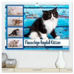 Flauschige Ragdoll Kitten (hochwertiger Premium Wandkalender 2025 DIN A2 quer), Kunstdruck in Hochglanz