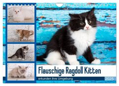 Flauschige Ragdoll Kitten (Wandkalender 2025 DIN A4 quer), CALVENDO Monatskalender