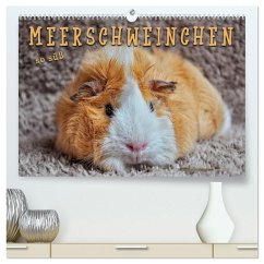 Meerschweinchen - so süß (hochwertiger Premium Wandkalender 2025 DIN A2 quer), Kunstdruck in Hochglanz - Calvendo;Roder, Peter