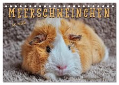 Meerschweinchen - so süß (Tischkalender 2025 DIN A5 quer), CALVENDO Monatskalender - Calvendo;Roder, Peter