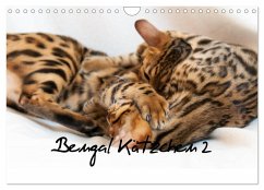 Bengal Kätzchen 2 (Wandkalender 2025 DIN A4 quer), CALVENDO Monatskalender - Calvendo;Enderlein - Bethari Bengals, Sylke