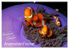 Anemonenfische - Streitbare Gesellen (Wandkalender 2025 DIN A2 quer), CALVENDO Monatskalender